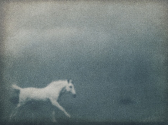 White Horse - Stefan Giftthaler